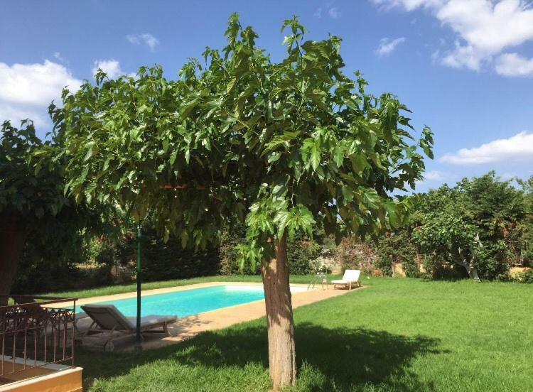 Relaxing Villa With Swimming Pool And Garden Agios Georgios  Exteriér fotografie